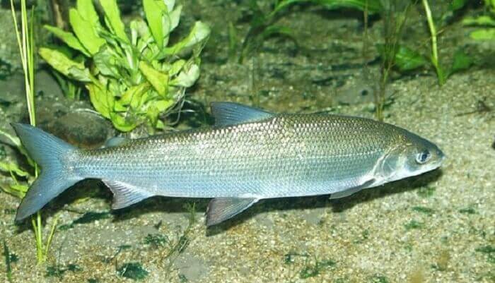 рыба Пелядь
