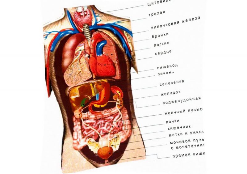 внутренние органы