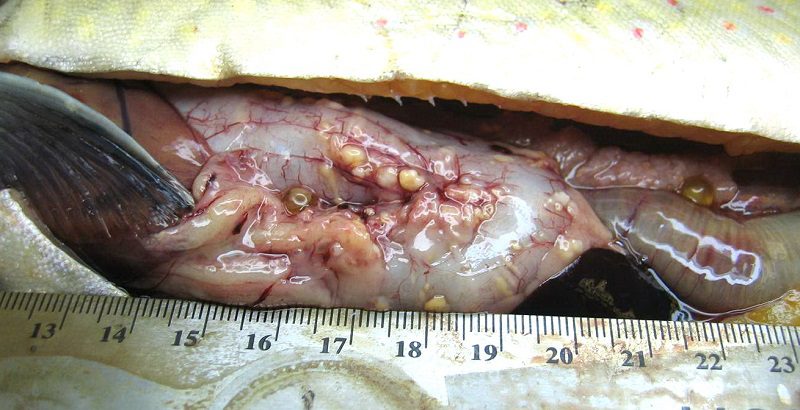 Широкий лентец в рыбе