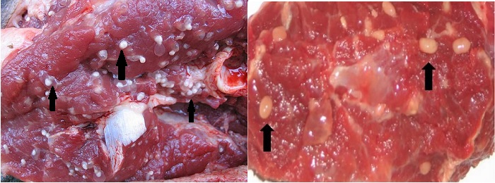 заражение Тениозом