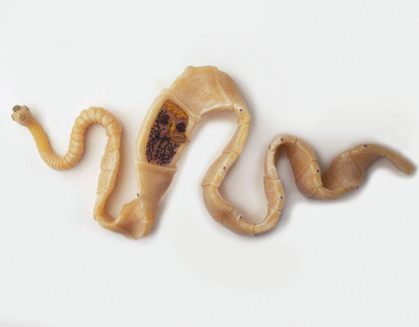 Ленточные глисты