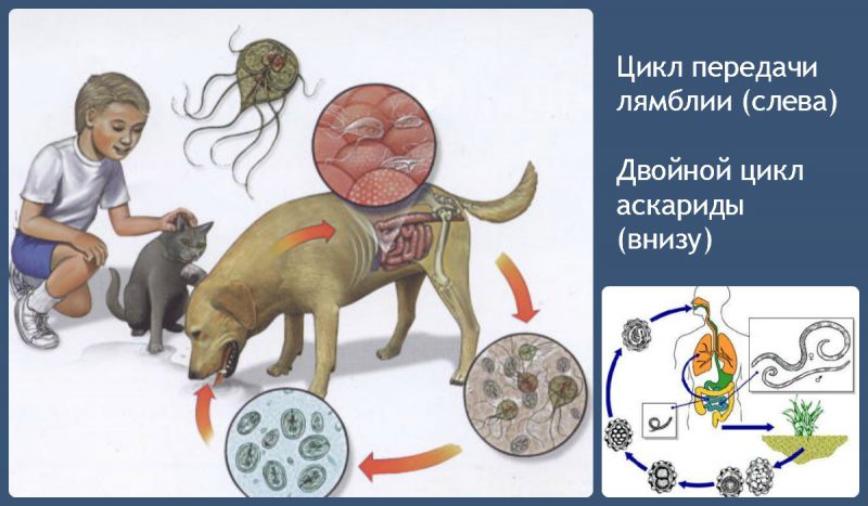 как передается