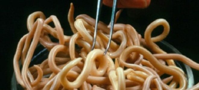 Профилактика от глистов