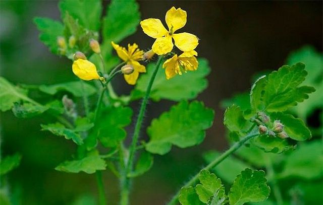 Мазь Плантазан Б