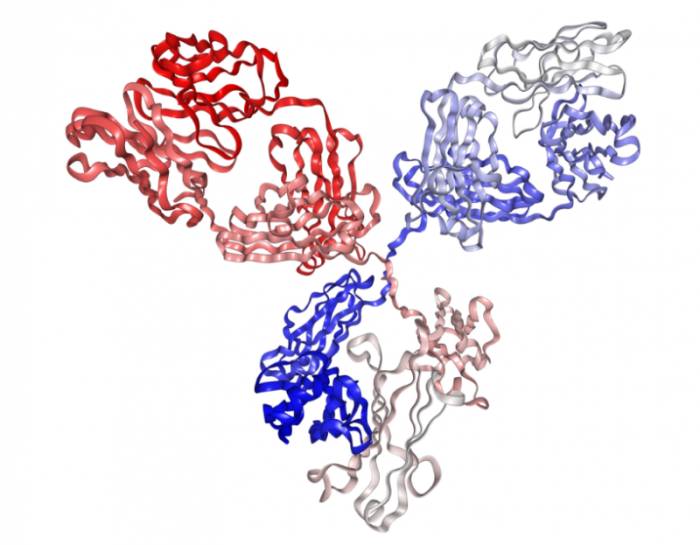 антитела IgG