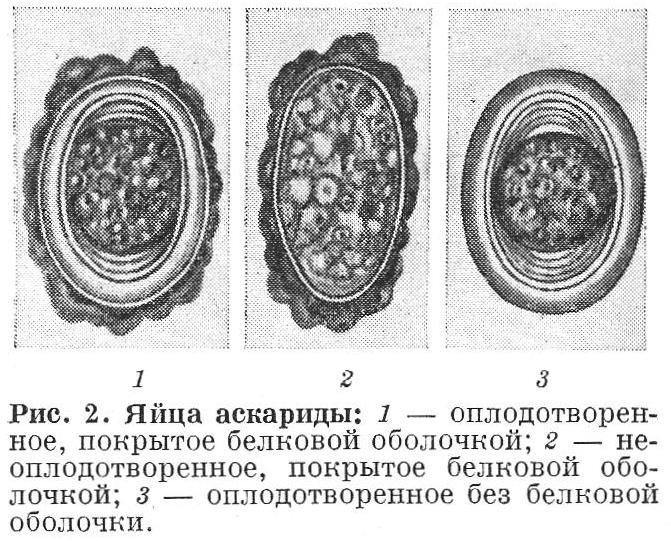 Яйца аскариды