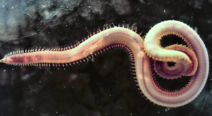 как вылечить паразитов в организме