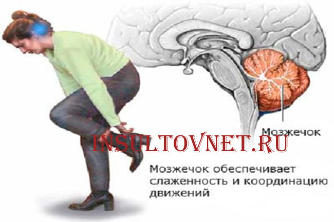 Функции мозжечка