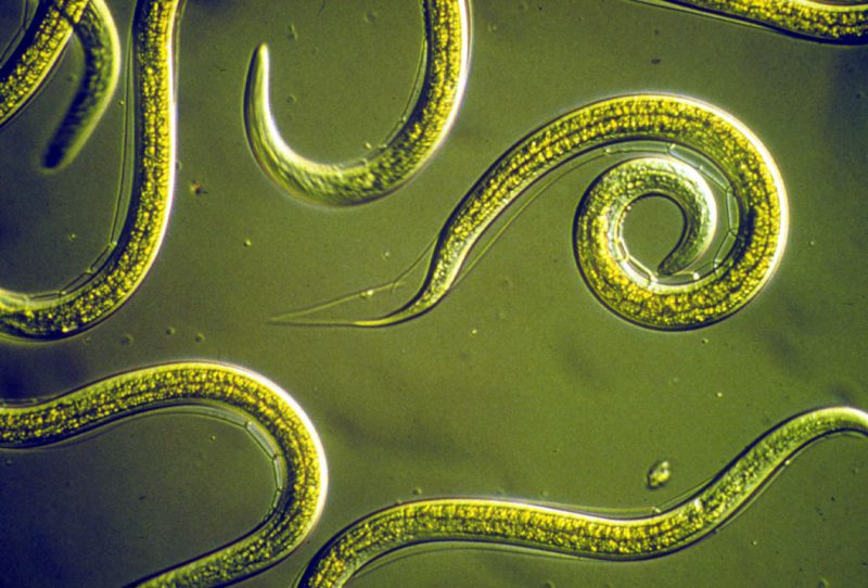 Аскариды аскариды фото