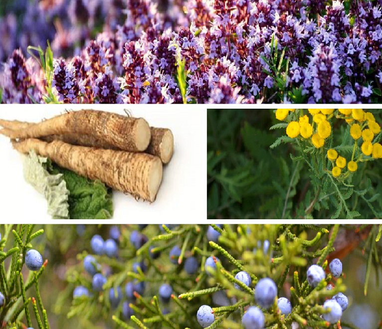 Травы и ягоды для избавления от глистов