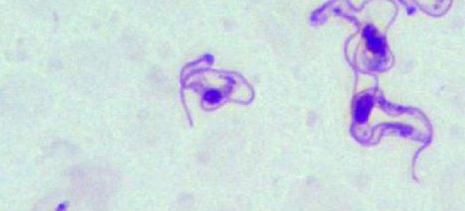 Виды облигатных паразитов