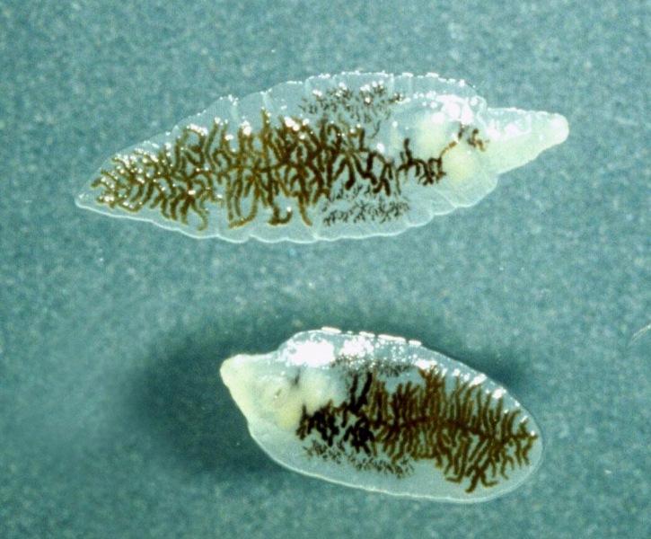 гельминты выделяют токсические вещеста