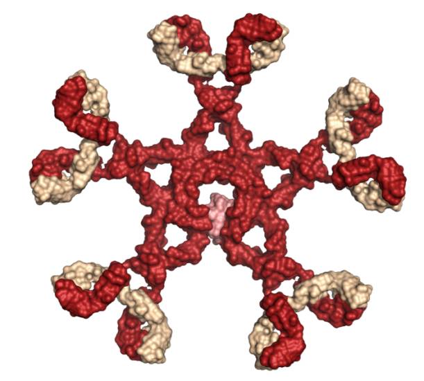 антитела Igm