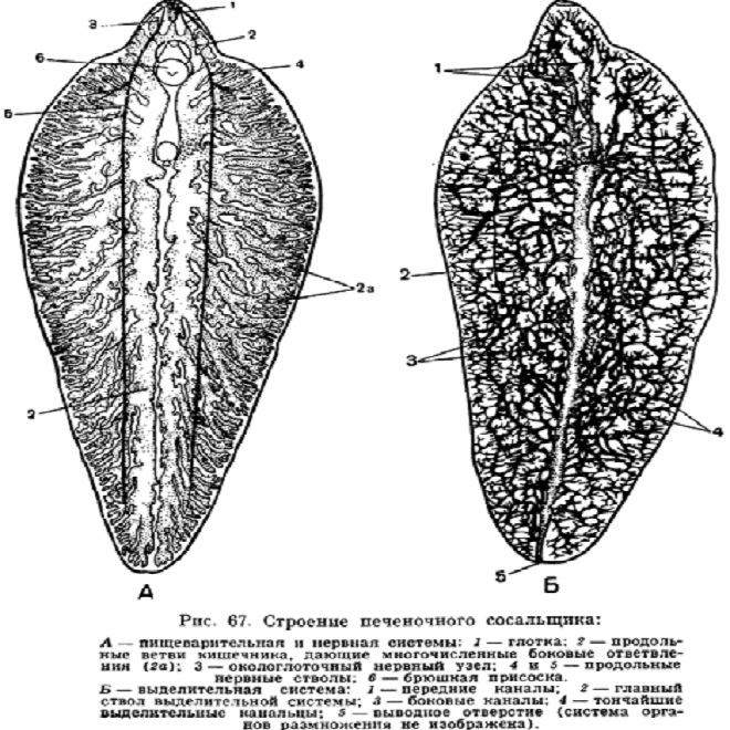 Строение печеночного сосальщика