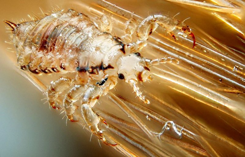 виды Педикулеза