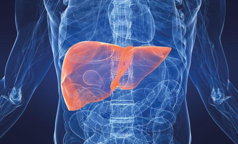 печень человека