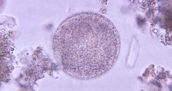 Бластоцистоз