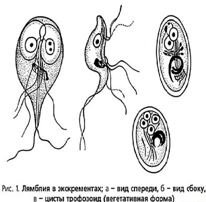 Две стадии паразитирования лямблий