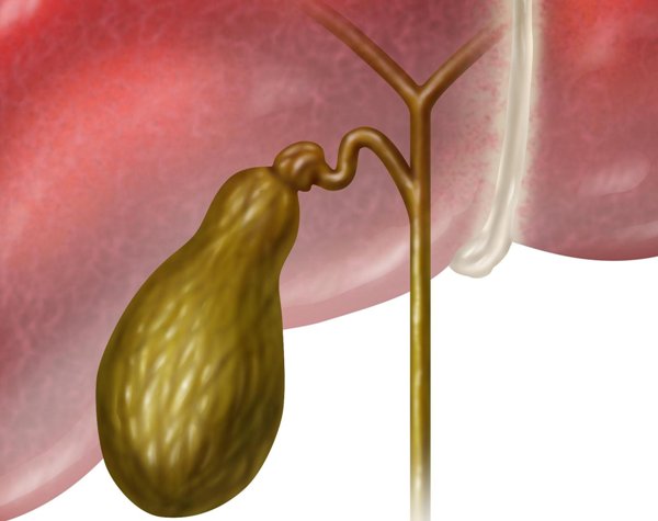 Желчный пузырь