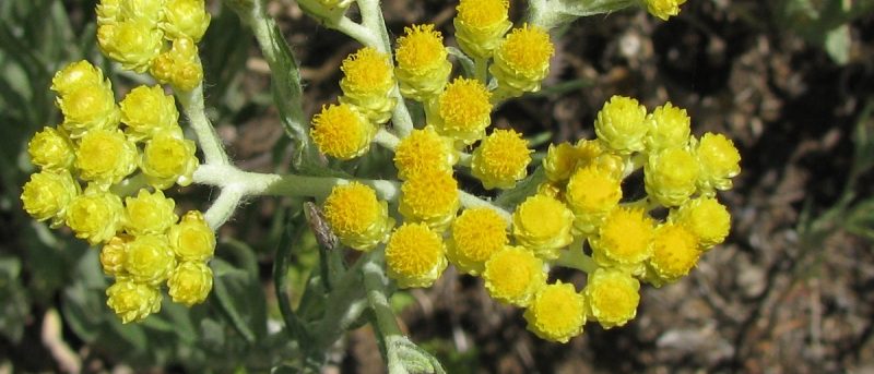 Бессмертник Бессмертник