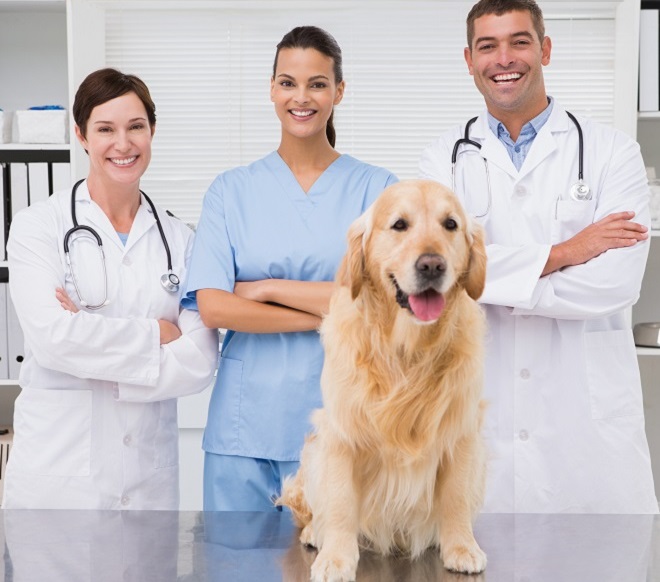 Ветеринары в обязательном порядке должны сдавать анализ на глистов