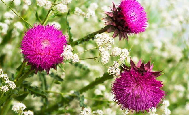 Экстракт расторопши: средства на его основе (обзор)