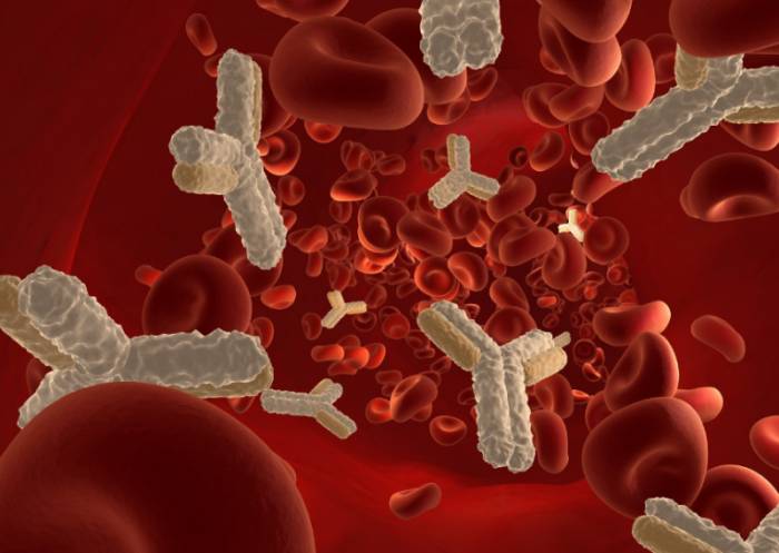 антитела к хламидиям