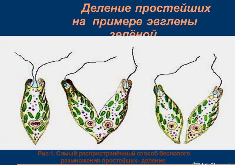 размножение простейших