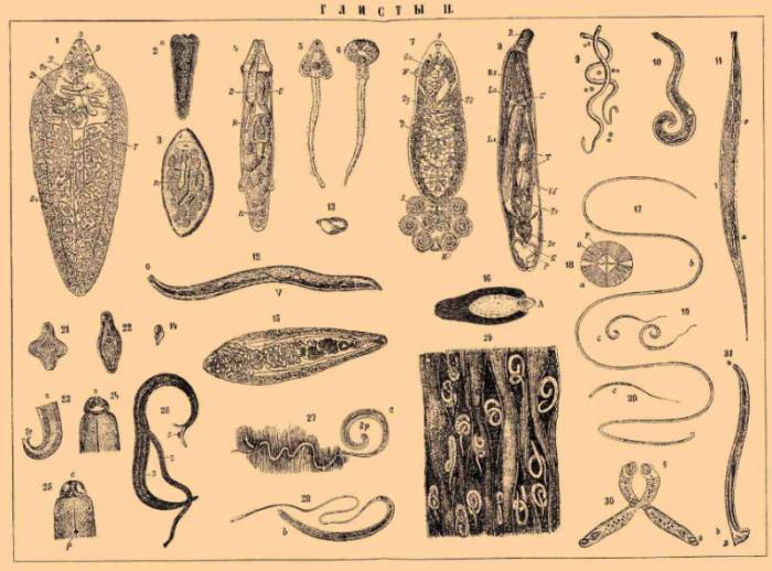 виды гельминтов