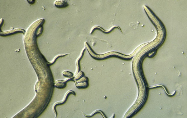 Пути развития стронгилоидоза