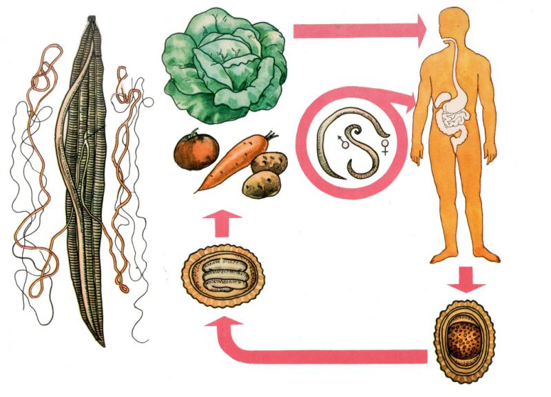 Заражение цепнем
