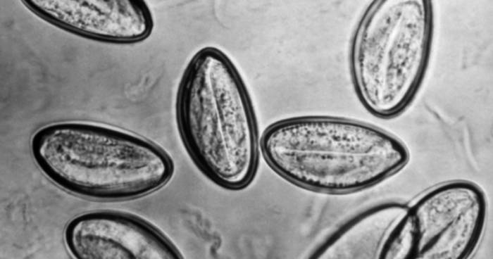 яйца гельминтов