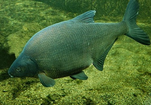 Лещ обыкновенный