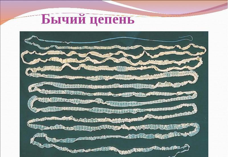 Бычий цепень длина