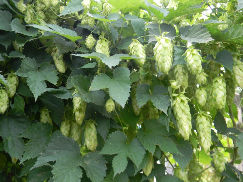 шишки хмеля