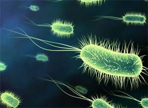 Сальмонеллез