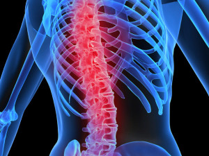 Позвоночник человека Перелом поперечного отростка позвоночника