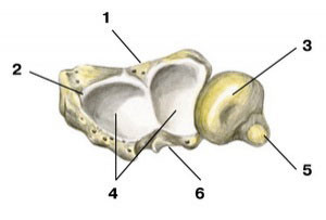 Строение кости Дистальный эпифиз