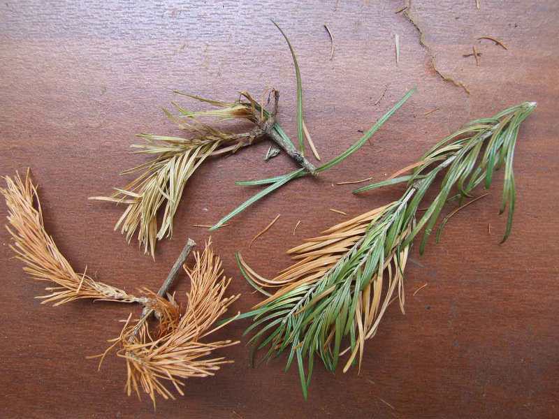 еловые иголки