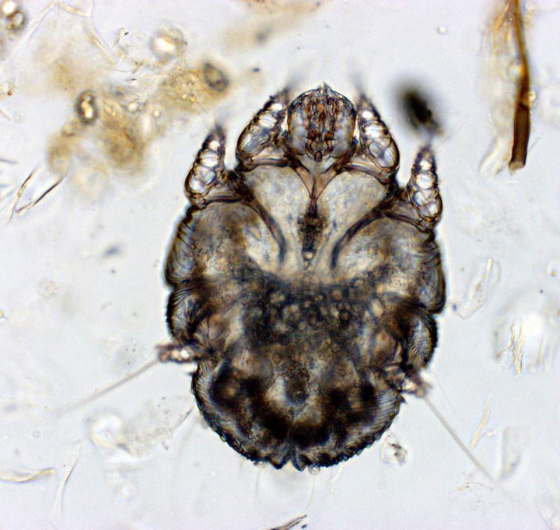 чесоточный клещ