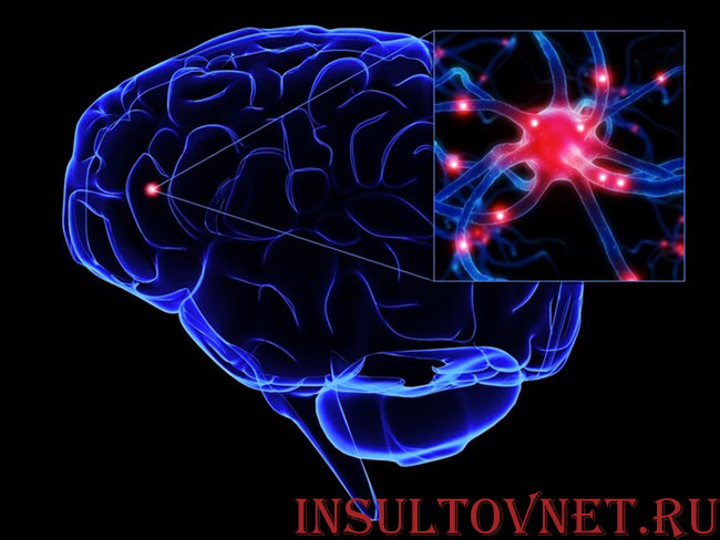 клетки головного мозга