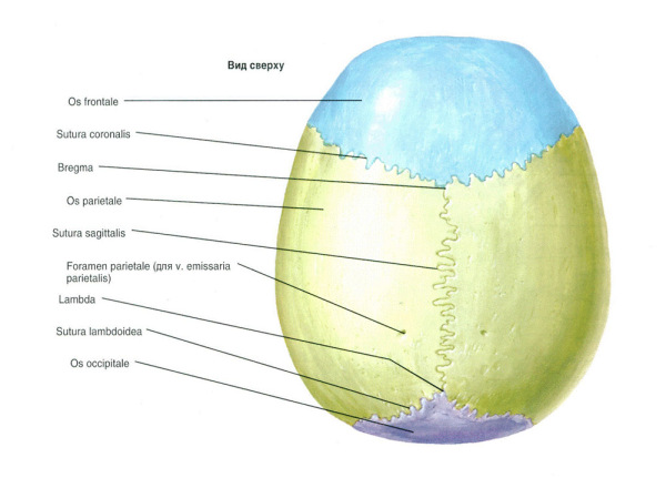 свод черепа Строение свода черепа