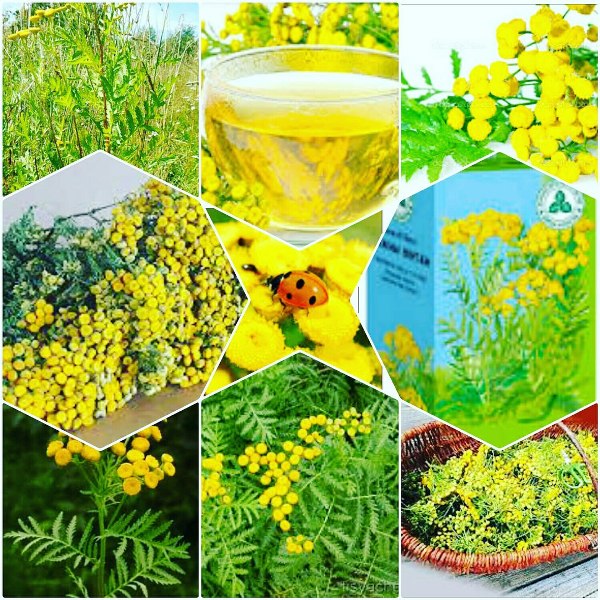 Какие виды заражений лечит пижма