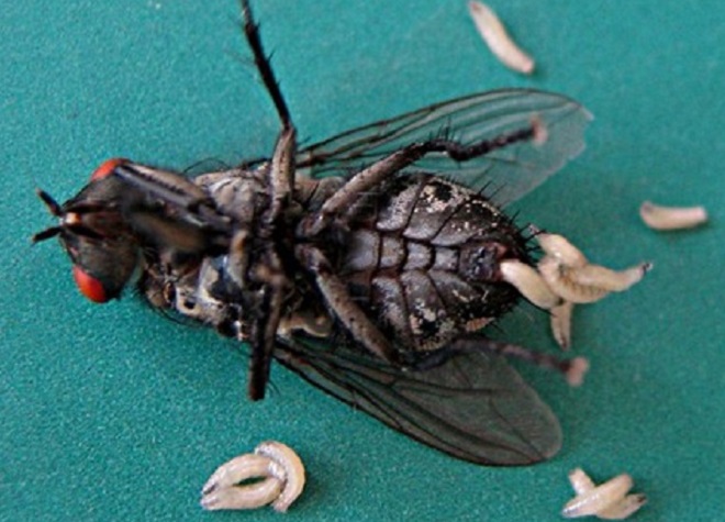 Как выглядят миазы